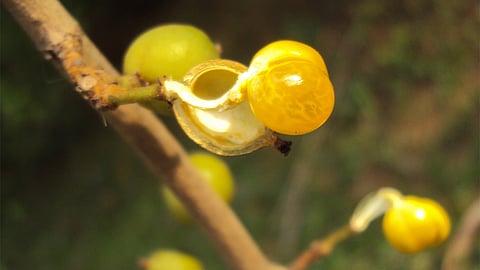 Vetti tree fruit, Aporosa cardiosperma