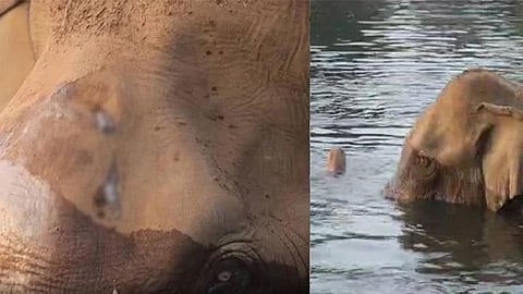Athirappilli brain-injured elephant shot Treatment started