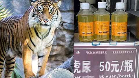 China Zoo Sells Tiger Urine As medicine