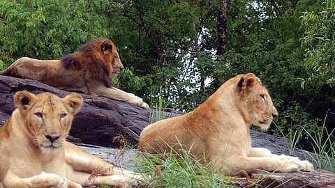 Lion roars at Neyyar Safari Park