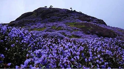 sub-collector takes action against those who destroyed neelakurinji