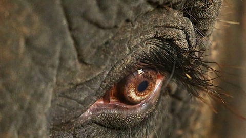 wild elephant attack in pathanamthitta