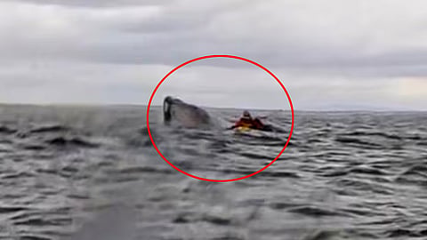 humpback whale swallows kayaker watch video | കൂറ്റന്‍ തിമിംഗലത്തിന്‍റെ വായിൽ നിന്നും അദ്ഭുതകരമായി രക്ഷ‍പ്പെട്ട് യുവാവ്