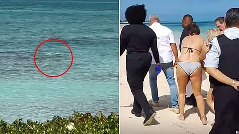 shark bit a womans hands while trying to photograph herself with a shark at sea 