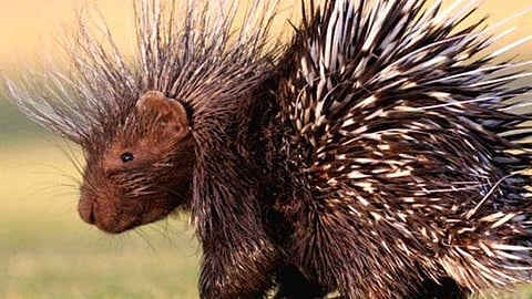 kannur porcupine attack