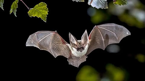 large number of bats found dead on roadside in malappuram