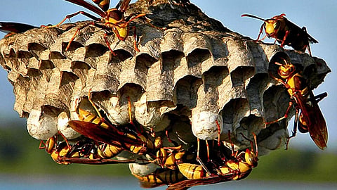 wasp attack malayali youth dies in tamil nadu gudalur