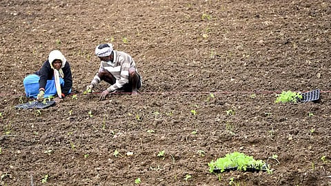 899 farmers have committed suicide in Maharashtra so far this year