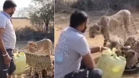 Cheetah coexisting viral video, action against driver