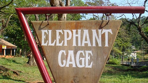 Konni elephant cage accident