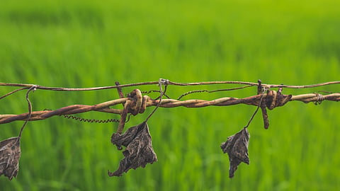Seeds of doubt, fields of risk