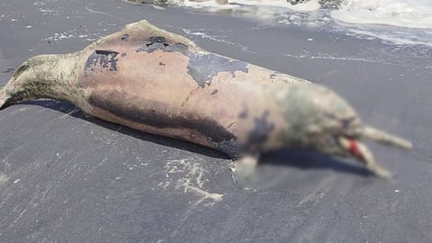 Dolphin found dead Alappuzha container 