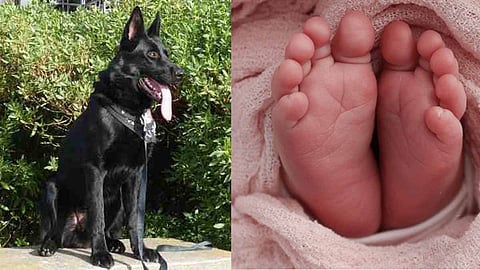A one-month-old baby was bitten to death by a family dog ​​in New York