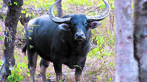 fired at buffalo but pellets hit at people two injured in mananthavady