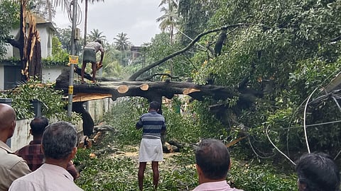 kottayam tree falls 