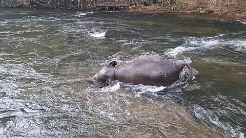 body of a wild elephant was washed ashore