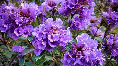 neelakurinji students bee attack rajakkad