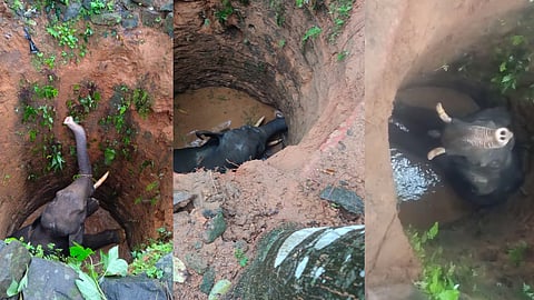 wild elephant fell into a well 