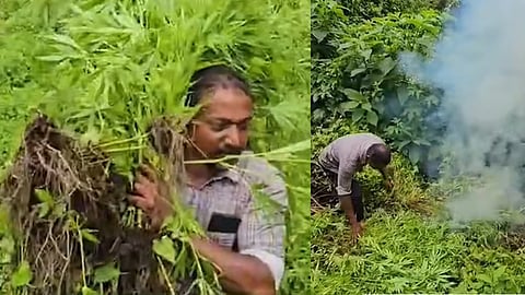 cannabis hunt Palakkad