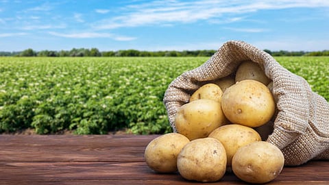 Processed potato products from India gaining ground in Southeast Asian markets