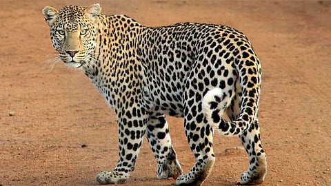 4 year old killed by tiger in valpara