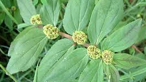 Euphorbia Hirta