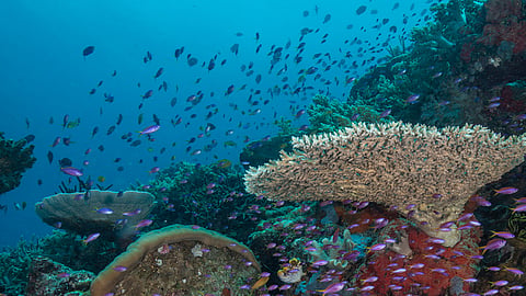 balali island artifical coral 