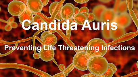  Candida auris fungus
