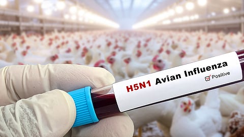 alapuzha bird flu