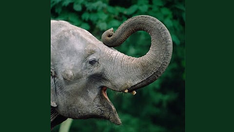 Elephant calf dies after swallowing country-made bomb, farmer held 