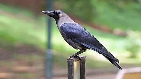 bird flue confirm Kannur iritti