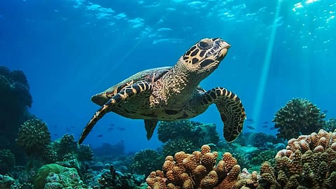 union budget 2026 Fund For Turtle Trails trolls 