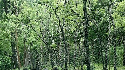 Governor approves Kerala Forest Amendment Bill