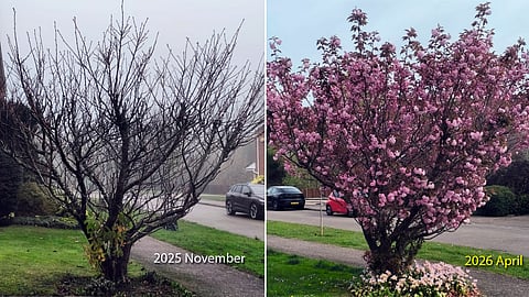 Miracle of Blossom