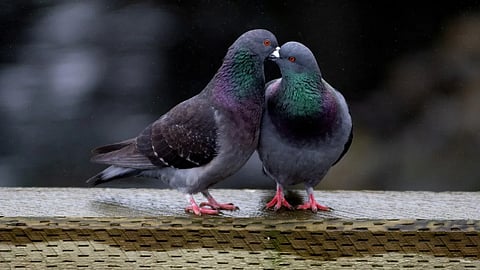 Pigeon loves men 
