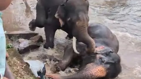 Elephants attack each other while bathing; woman dies in the middle