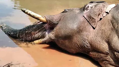 Will an elephant suicide, what happend to chilli komban