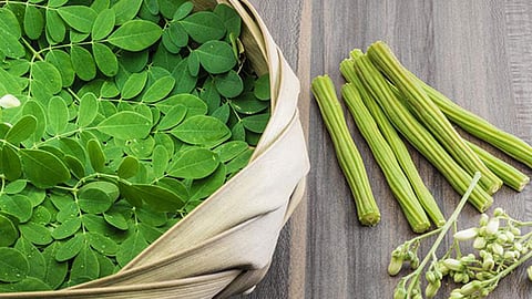 Australia bans moringa;  know the reason