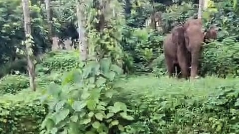 Wild elephant near house; Kottapadi residents tremble in fear