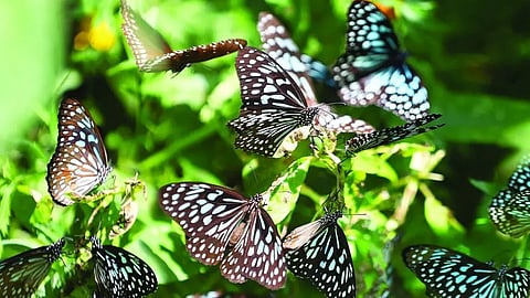 ookla butterflies of kolakham