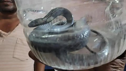 black cobra bites man; family brings snake to hospital