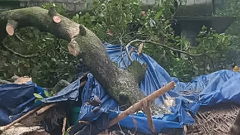 tree-falls-on-house-in-thrissur-young-man-dies
