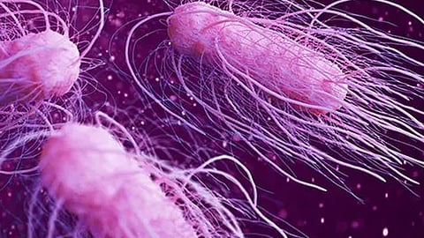 Shigella symptoms, cure, all you want to know