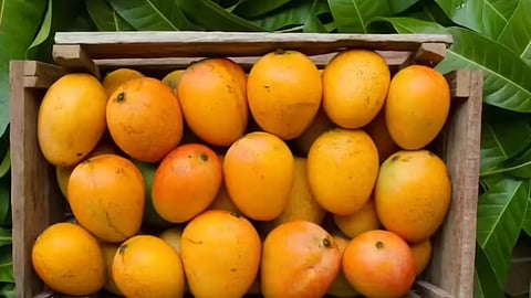 nepal bans import of indian mangoes 