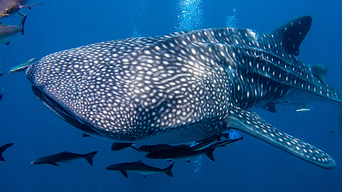 unexpected guest near a Dubai restaurant; a giant whale shark surprises