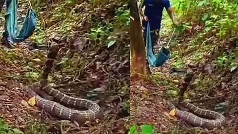 nine-foot-king-cobra-vomits-python-after-rescue-in-thrissur