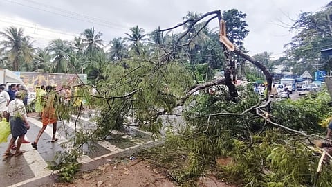 one-dead-as-roadside-tree-falls-on-workers