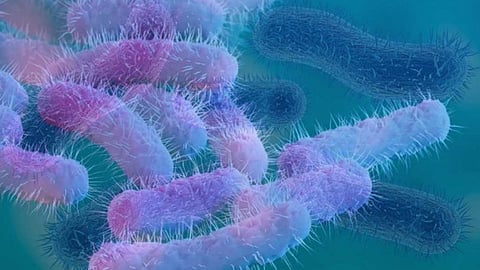 two-students-in-idukki-infected-with-shigella