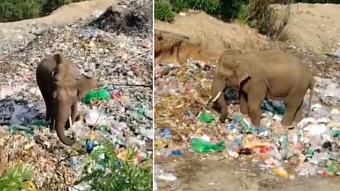 Elephant searches for food amid plastic waste in Karnataka