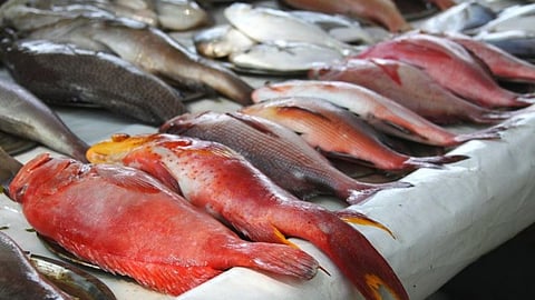 trawling-ban-kerala-fish-prices-surge